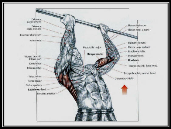 genV cut Reverse Chin Ups Reverse Chinups Reverse Pull